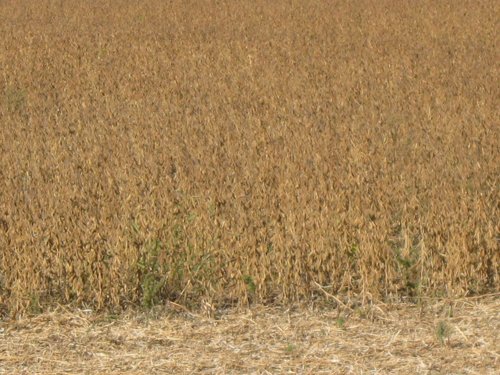 Property photo 16 - 110+/- Acres offered in 4 Tillable Tracts